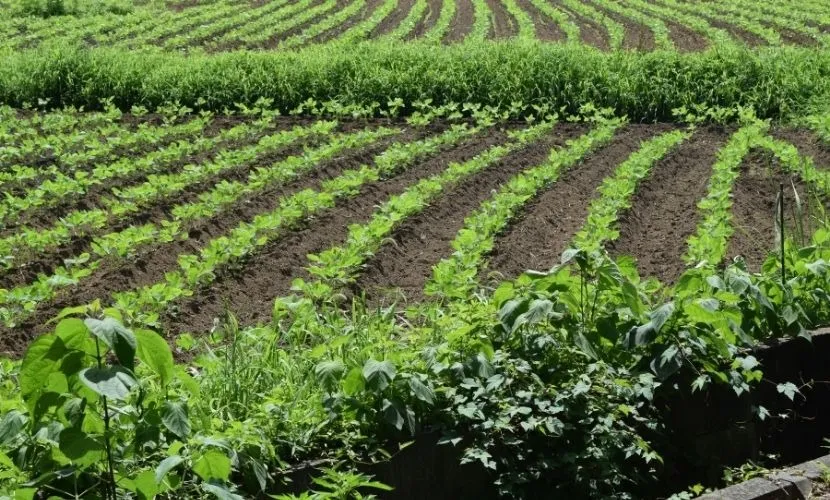 「生産緑地2022年問題」のその後